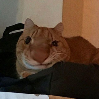 Присылайте свои выпуки сюда!