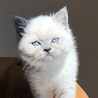 Cins kedi sahiplendirme eş bulma