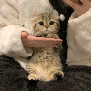 🐾