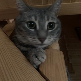 Чат бездарей