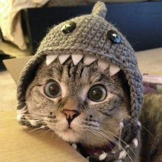 Cat in the attic
