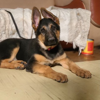 Addis pets