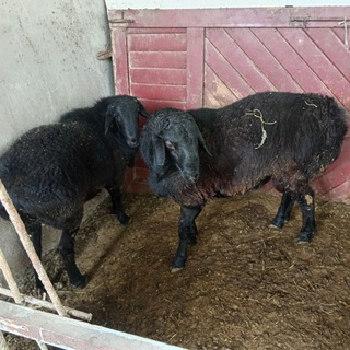 Олди сотти моллар бозори