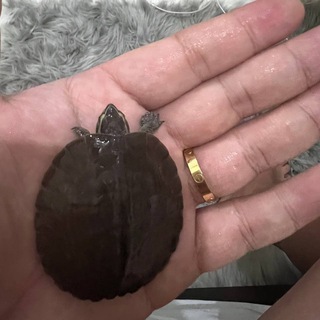 龟先生