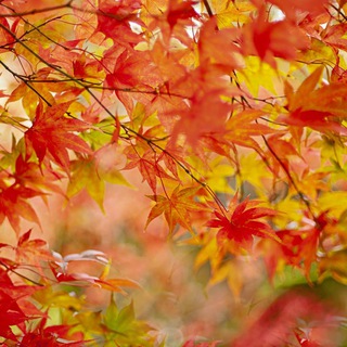 Autumn