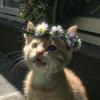 я котёнок блин