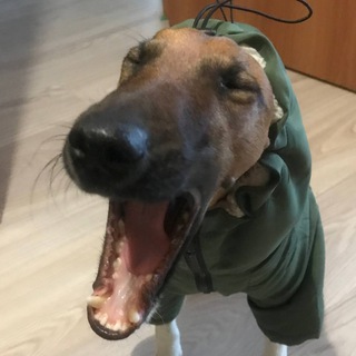 Фокстерсвязь
