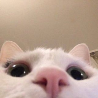 pfp bot