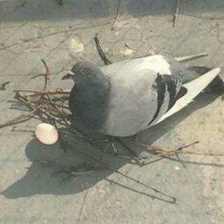 The Perch