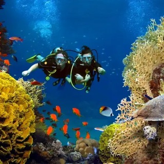 Scuba diving 🤿