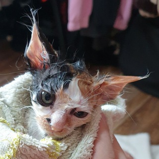 Котики в Сметанке
