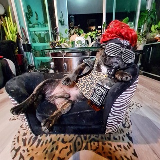 French Bulldog World