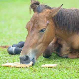 Horse gifs