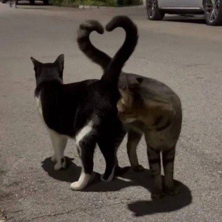 Люблю