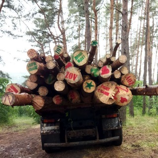 🌲Помощь по заготовке бревен для солдат