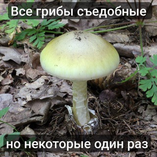 Моё грибное фэнтези