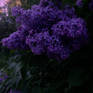 🔅Lilac bush🔆