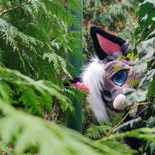 Sagas antics