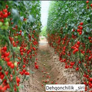 DEHQONCHILIK SIRLARI chati| TEKIN REKLAMALAR
