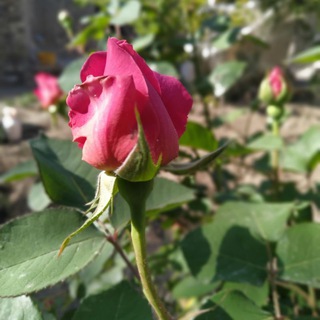 لبخند از تح دل