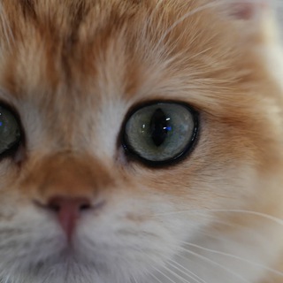 골디의 크립토 일기장 Chat