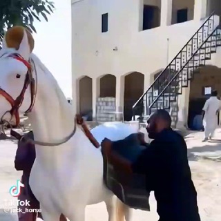 Azizbek