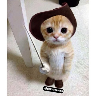 گپ چموش 🐈