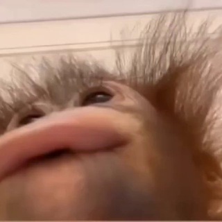 Обезьянки