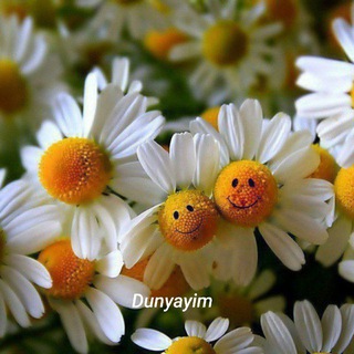 Dunyayim