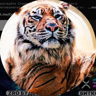 Crypto Tiger