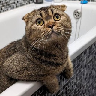 Пан Котик