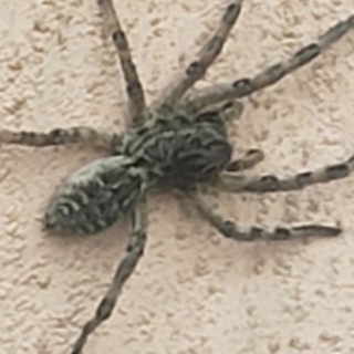 SpaceSpider