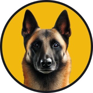 Broccoli The Dog Community
