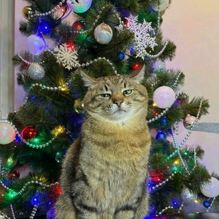Kitz Now