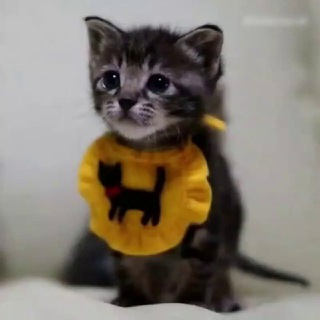 🐾 Маруся