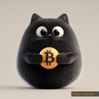 Bitcat中文社区｜CTO
