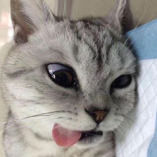 𝗠𝗘𝗡𝗙𝗘𝗦𝗖𝗧𝗞𝗢